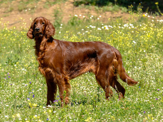 Wall Mural - Irish Red Setter