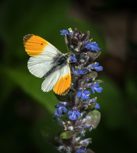 Closeup Of An Orange Tip Butterfly On Ajuga Reptans