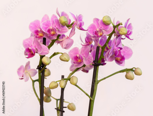 kwitnaca-rozowa-orchidea-na-jasnym-tle