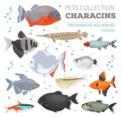 Wall Mural - Freshwater aquarium fishes breeds icon set flat style isolated on white. Characins. Create own infographic about pets