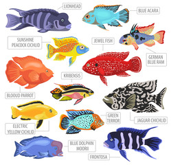 Freshwater aquarium fishes breeds icon set flat style isolated on white. Cichlids. Create own infographic about pets