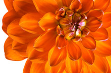 Orange Dahlia Close-up. A Beautiful Fire Flower.