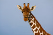 Head-on portrait of a reticulated giraffe