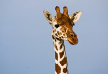 Head And Neck Of A Reticulated Giraffe