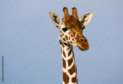 Head and neck of a reticulated giraffe Wallpaper Mural