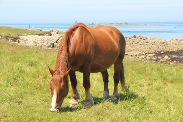 Cheval Trait Breton au pré