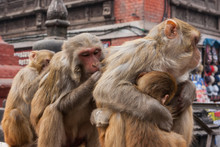 Monkeys Living In The Swayambunath Temple, Kathmandu, Nepal