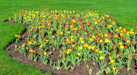 Sticker - Red and yellow tulips in Queen Victoria Park - Niagara Falls, Canada