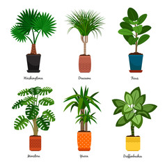 Wall Mural - decorative indoor palm trees in pots