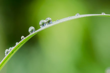 Many Drops Of Water Are On Green Leaves After Rain.The Background Is A Natural Bokeh.