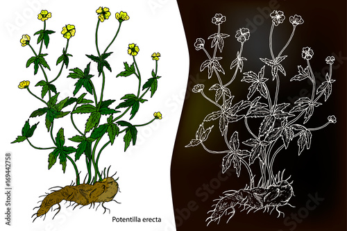 Fotografering Potentilla erecta (Tormentilla erecta, Potentilla laeta, Potentilla tormentilla,