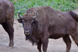 Fototapeta Krajobraz - Eurpean bison on the forest sand 