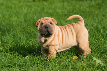 Wall Mural - Shar Pei Puppy Dog