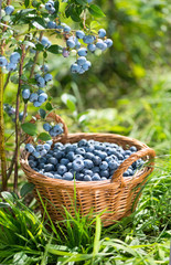 Wall Mural - Ripe Bilberries in wicker basket. Green grass and blueberry bush