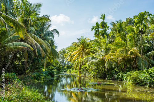 Lush tropical swamp in Sri Lanka. Water pond with water lillies and ...