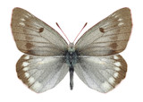 Fototapeta Motyle - Butterfly Colias nastes jacutica on a white background