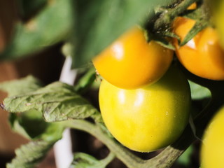 Raw tomato plants growing in a white pot