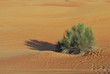 Busch in der Wüste