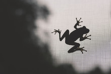 A Frog On A Screen Window