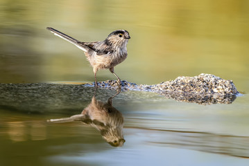 Aegithalos caudatus