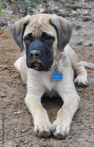 fawn english mastiff puppy