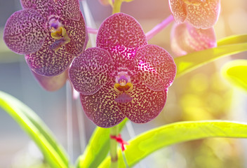 Sticker - Orchid