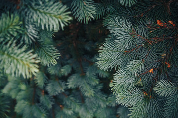 fir tree brunch close up. shallow focus. fluffy fir tree brunch close up. christmas wallpaper concep