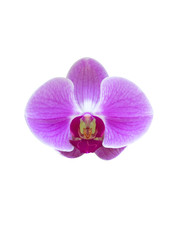 Sticker - orchid