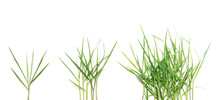 Long Blades Of Green Grass Over White Background.