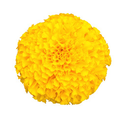 Wall Mural - Yellow marigold flower isolated on white background with clipping path