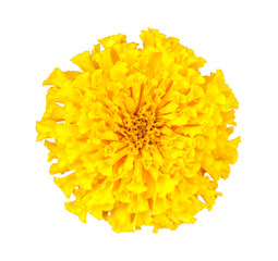 Wall Mural - Yellow marigold flower isolated on white background with clipping path