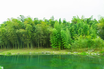 Wall Mural - bamboo