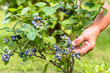 Woman picking blueberries, close-up of hands and berries growing on the bushes, seasonal blueberry harvest