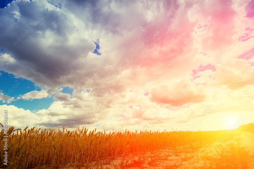 Beautiful cloudy sunset sky above dirt road in the wheat field  - obrazy, fototapety, plakaty 