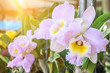 Orchid flower in the garden at winter or spring day for postcard beauty agriculture idea concept design. Cattleya orchid is a genus in the orchid family (Orchidaceae)