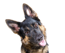 Cute German Shepherd Tilting Its Head (isolated On White), Selective Focus On The Dog Eyes