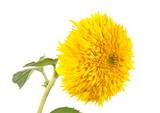 Fototapeta Psy - Flower of decorative sunflower isolated on a white background