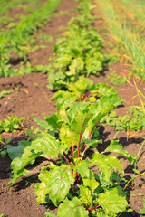 Sticker - Young beet plants growing in vegetable garden