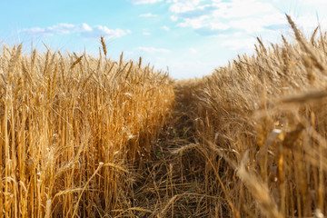 Sticker - Golden spikelets on wheat field