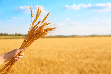 Sticker - Woman holding bunch of spikelets on landscape background