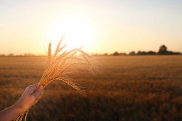 Wall Mural - Woman holding spikelets in field at sunset