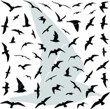Vector Illustration Collection Of The Detailed Birds (Seagulls) Silhouettes In Flight.