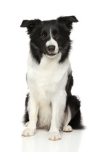 Border Collie In Front Of White Background