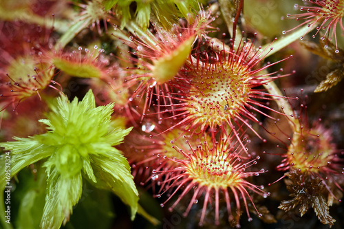 Fotografía Sundew carnivorous plant