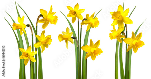Daffodils isolated on white Poster Mural XXL