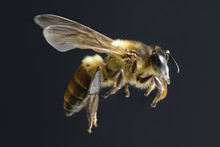 A Bee Flying Isolated On Black Background