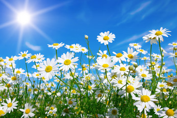 Wall Mural - chamomile and sun