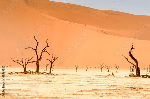 Fotografie, Obraz Dead Acacia erioloba in the Dead Vlei (Dead Valley), Namibia Desert, Africa