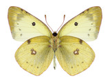 Fototapeta Motyle - Butterfly Colias philodice (female) (underside) on a white background