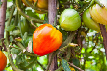 Wall Mural - Ripe tomatoes in the garden